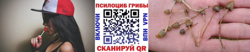 KRAKEN маркетплейс  Венёв  Галлюциногенные грибы GOLDEN TEACHER  купить  сайты 